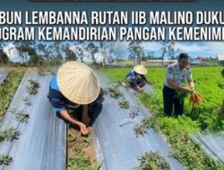 Dukung Program Kemenimipas, Rutan Kelas IIB Malino Kelola 4 Hektar Lahan Pertanian di Lembanna